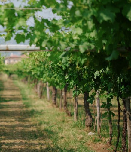 Le vigne di FlaTìo Wine