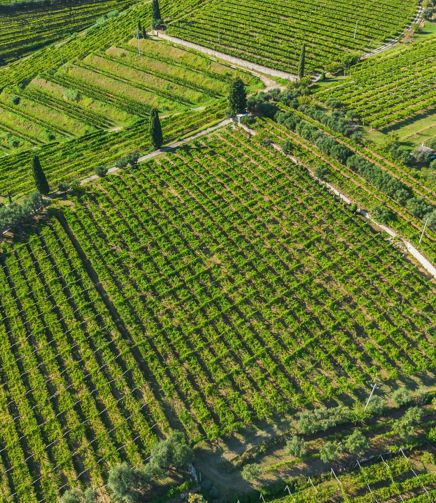 Il terroir di FlaTìo Wine