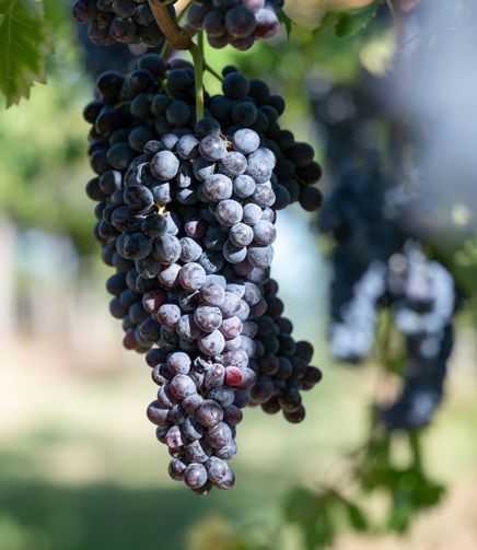 Le varietà di uva di FlaTìo Wine