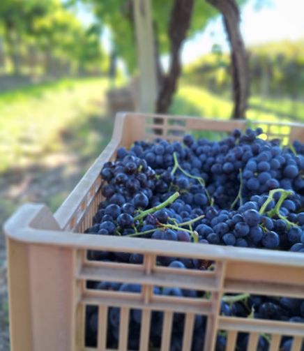 La vendemmia da FlaTìo Wine