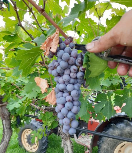 Raccolta a mano da FlaTìo Wine