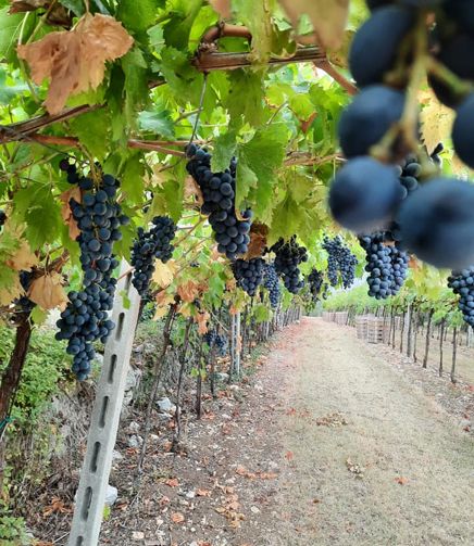 Le uve di FlaTìo Wine