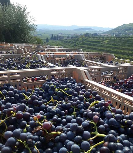 La vendemmia da FlaTìo Wine