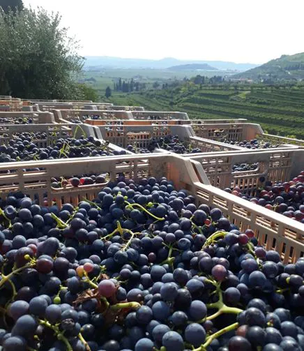 La vendemmia da FlaTìo Wine