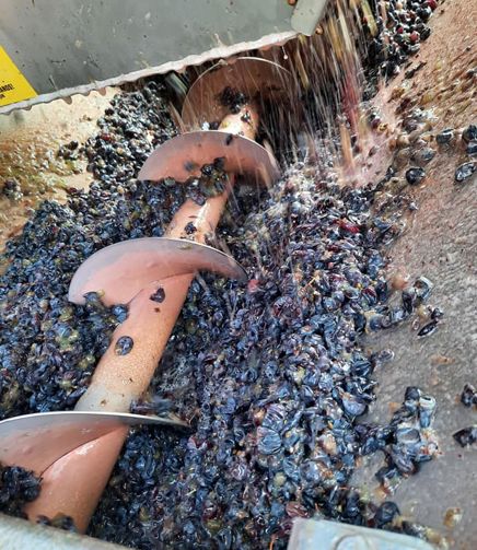 Lavorazione delle uve di FlaTìo Wine