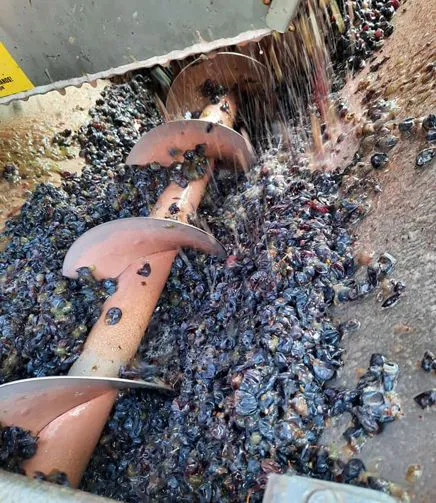 Lavorazione delle uve di FlaTìo Wine